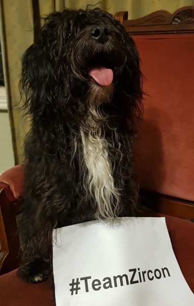 A black and white shaggy dog with a sign which reads #TeamZircon.