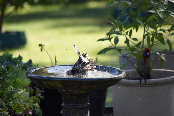 Capture of a juvenile Red wattlebird making a splash face planting into the birdbath. A juvenile Crimson rosella takes note on what not to do as it observes nearby from under the potted Bay tree.