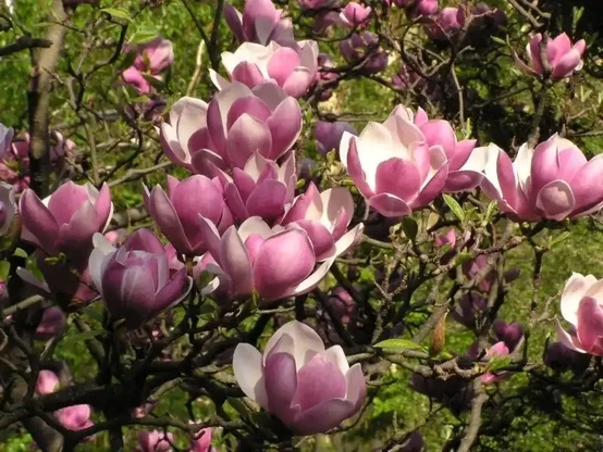 Image: Magnolia × soulangeana flowers. Credit: Zp in Wikimedia 