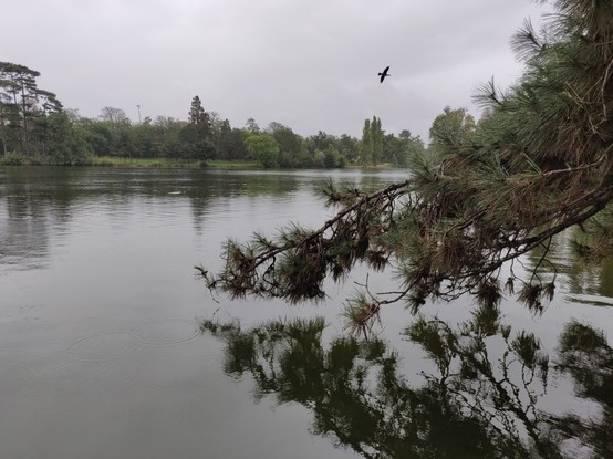 Photo d'un lac sous la pluie, ciel gris, un cormoran vole