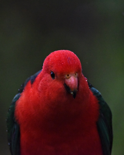 Extreme close-up of a male King parrot, so close you can see the images refracted through the beads of rain on his head & cheek. We’ve had 90mm of rain since yesterday & everything is very damp, especially the birbs. 