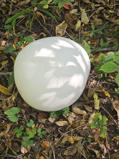 Decent sized puffball with slightly oblong shape.  I liked the way the light was changing over this one.  I personally see an abstract bearded face in the light and shadows, but maybe that's just me.