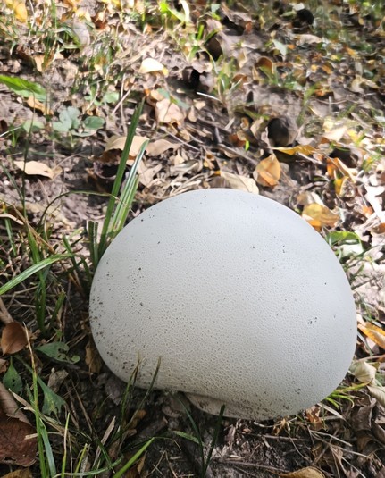 Somewhat kidney shaped puffball mushroom next to a few green blades of grass and some brown leaves and a few walnuts.  I actually harvested this one and will probably just try frying it in bread crumbs to start with.  Suggestions or recipes are very appreciated.