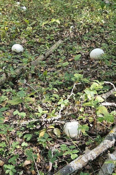 Five or more puffballs on a green and brown forest floor with a few fallen branches on the ground as well.