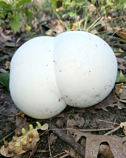 Puffball mushroom with two lobes resembling a ghostly white butt.  Bonus in bottom left corner a leaf that seems to have a number of insect galls.