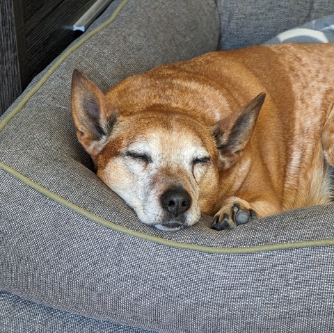 Close-up photo of a red/brown dog asleep on a grey fabric-covered dog bed. The dog's head and paw are resting on the raised side of the bed. 