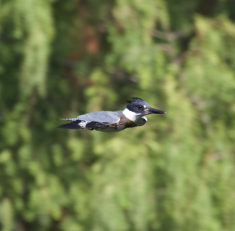 A photo of a belted kingfisher mild flight 