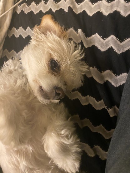 Max is a nine pound Maltese-Chihuahua mix.  Here he looks up from the couch.