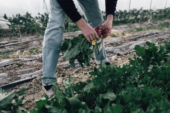 🚜🌻 World Wide Opportunies on Organic Farms (WWOOF)
🌱 Woofing is possible all year round in Belgium. Don't hesitate to contact a host to see if you can still lend a hand with spring/summer/autumn/winter activities 🍂☃️ 
➡️ https://www.WWOOF.be

#WWOOF #Belgium #wwoofing #wwoofBelgium #wwoofingBelgium