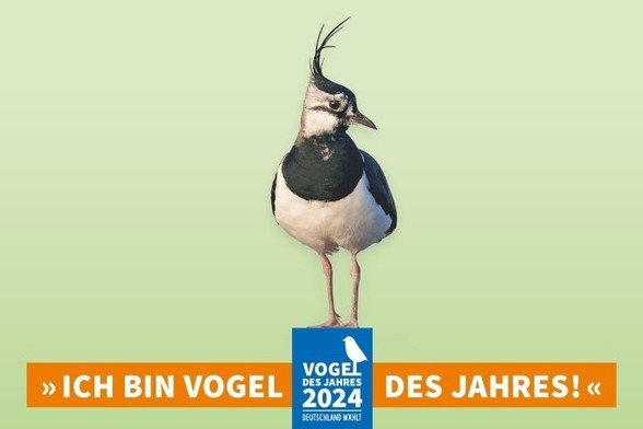 Bild eines Kiebitzes mit dem Logo »Vogel des Jahres 2024« und der Textzeile »Ich bin Vogel des Jahres!«