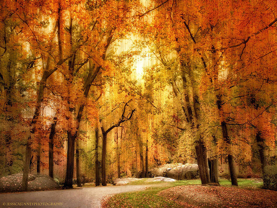 A whimsical image of an autumn woodland in October, with golden leaves framing a winding road.
By Jessica Jenney