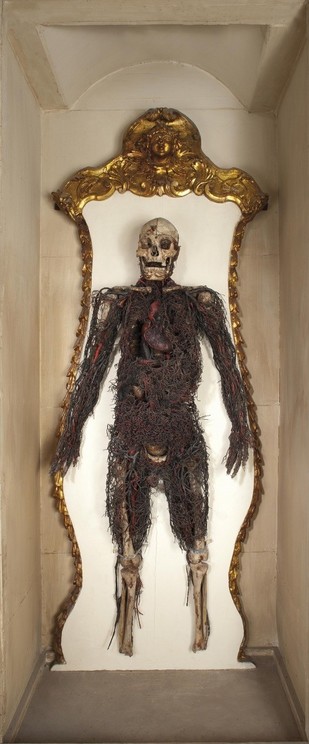 Esqueleto sin pies colgado en la pared. Salvo el cráneo, las clavículas y las extremidades inferiores, por debajo de la rodilla, todo el esqueleto está cubierto por el sistema circulatorio.