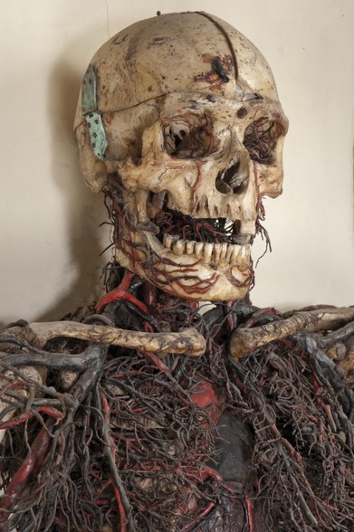 Acercamiento a la cara del esqueleto masculio, que no tiene ojos ni dientes en la mandíbula superior.