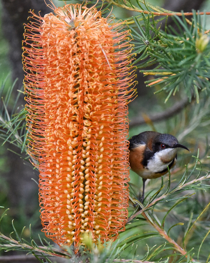 Capture of a tiny Eastern spinebill looking up from feeding on the large upright orange flowers of a Banksia ericifolia. The flower head dwarfs this gregarious little honeyeater. 