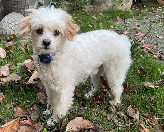 Max in the back yard, looking at the camera.  He is up to ten pounds now, as I discovered at the vet, two more than when adopted.