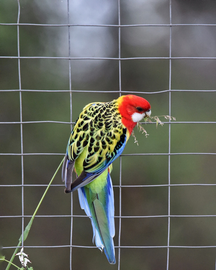 Cropped image of an Eastern rosella hanging off a wire fence whilst chewing the seeds from a long stalk of flowering grass. The attractive parrot is highly coloured in reds, yellows, greens, blues, white, & black. They are one of the most highly coloured Australian birds. 