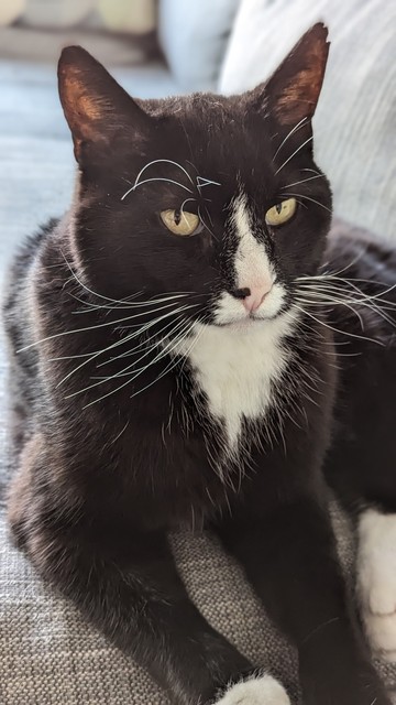 Black and white cat that looks into the camera