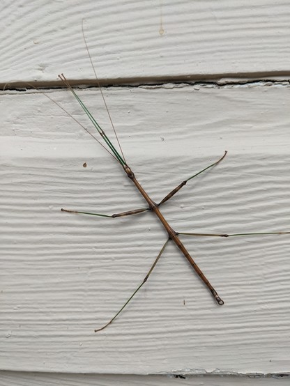 large stick bug on the side of a house. Extremely long antennae
