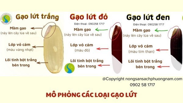 Phân biệt các loại gạo lứt
