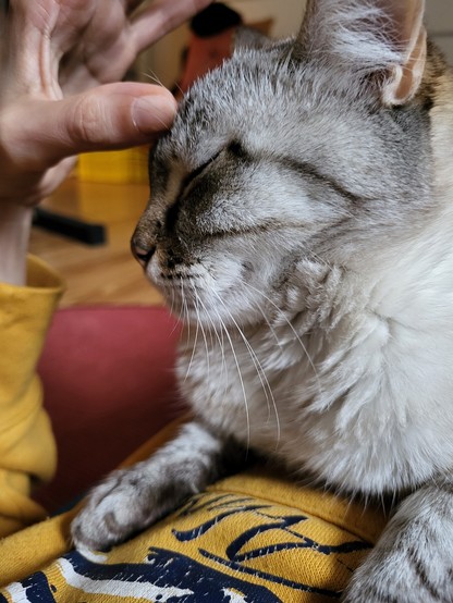 Ein cremeweißgraugetigerter Katzenkopf nach links gerichtet mit geschlossenen Augen. Der Daumen einer Hand in senfgelbem Ärmel liegt sanft auf der Stirn der Katze, die auf dem Oberkörper der Person liegt, zu der der Daumen gehört.