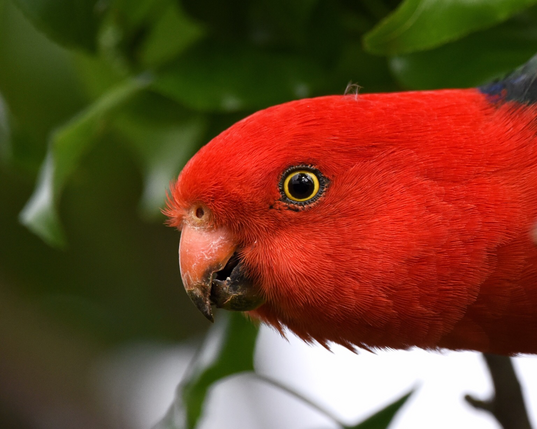 Close cropped image of a male King parrot highlighting his delicate but vibrant Venetian red feathered head whose yellow ringed black iris is centred in the frame. The background is reflected clearly & on zooming in, the white roof of the house & the neighbour’s trees are clearly visible.