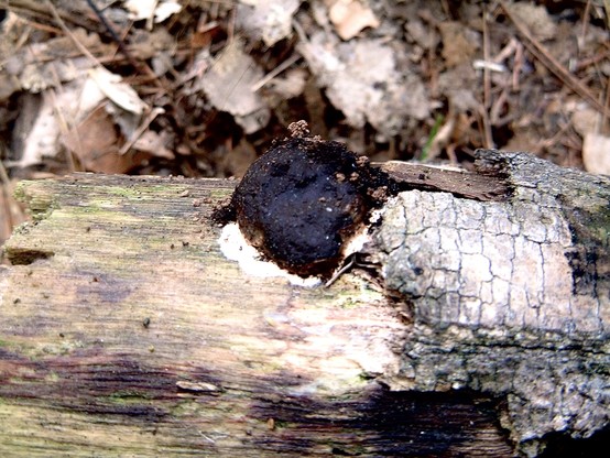 What appears to be a burnt chunk of wood or pile of scat sits on a decomposing log. It’s actually the remains of the slime mold Enteridium lycoperdon. It’s crusty black, like charcoal with a slim base of white.