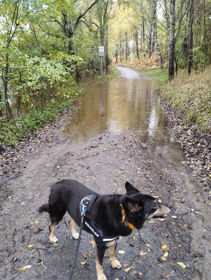 A narrow road between some trees is beginning to flood. Moray the dog looking unimpressed.