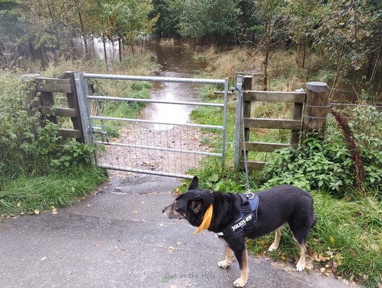 A gate onto a path through some trees. The path is under water after the first couple of metres. Moray the dog looking wet.