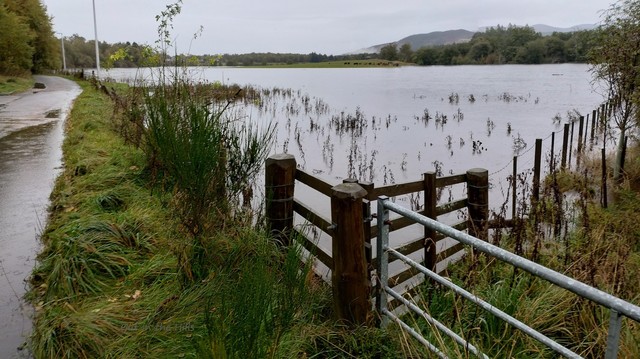A flooded field just over the fence from a narrow road. The road is beginning to flood as well. On slightly higher ground at the back some cows have gathered. Trees in the distance.