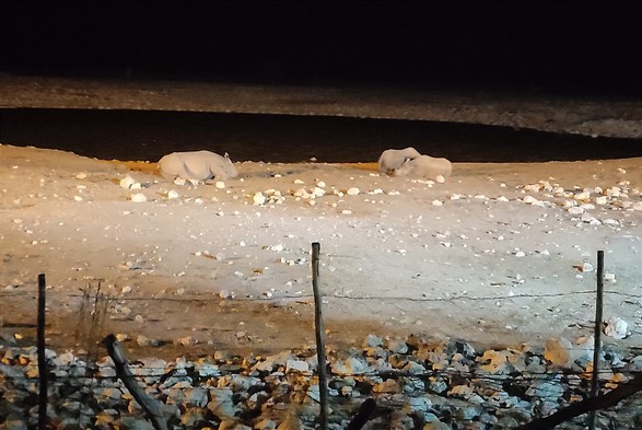 Drei schlafende Nashörner an einem Wasserloch