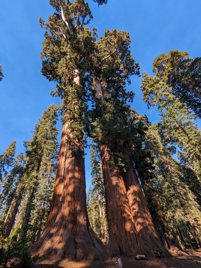 Giant Sequoia stand witness to time in the Sierras.