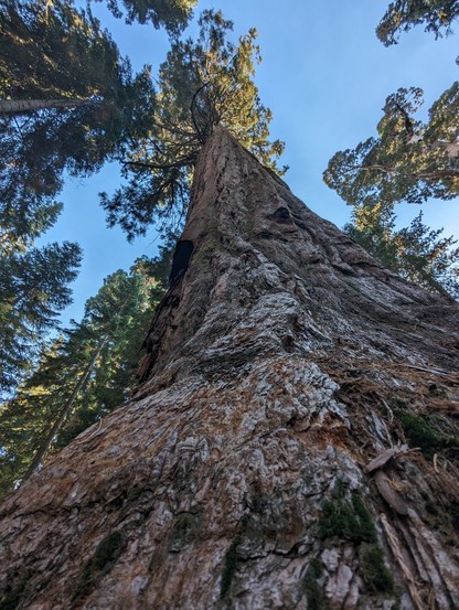Giant Sequoia stand witness to time in the Sierras.