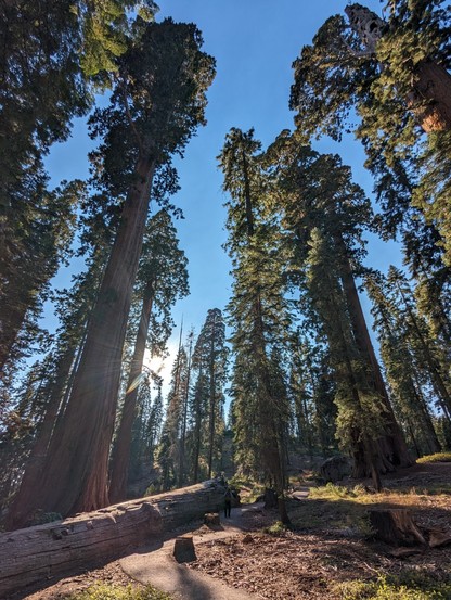 Giant Sequoia stand witness to time in the Sierras.