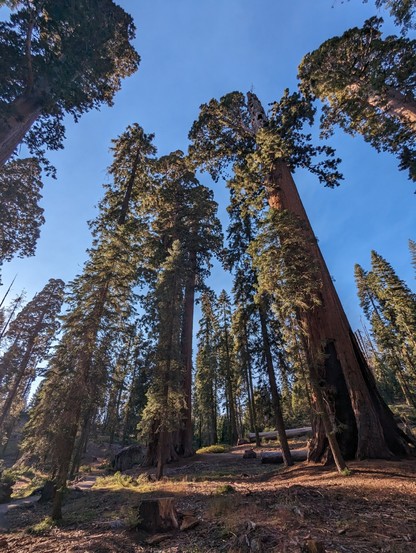 Giant Sequoia stand witness to time in the Sierras.