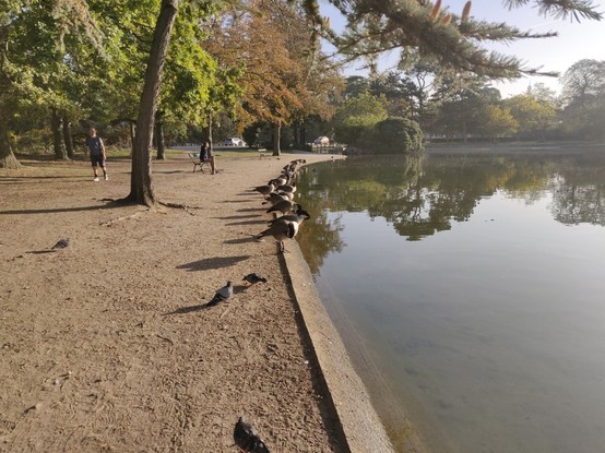 Oies alignées au bord d'un lac au soleil