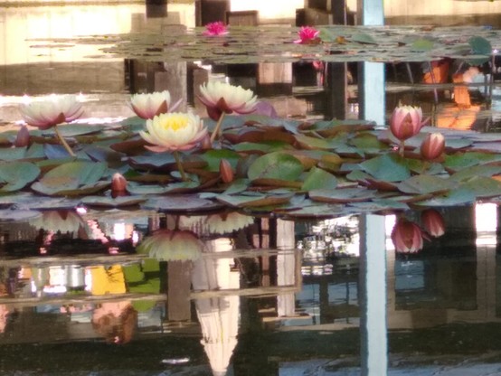 Seerosen (weiß, rosa, pink) auf einer Wasserfläche