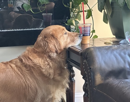 My golden retriever Daisy daring to get a little closer by putting her head up on the table. She desperately wants a French fry lying there. 