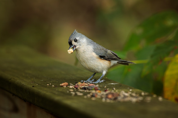 A Tufted Titmouse picks a peanut up from a handful of bird seed placed on a wooden railing.