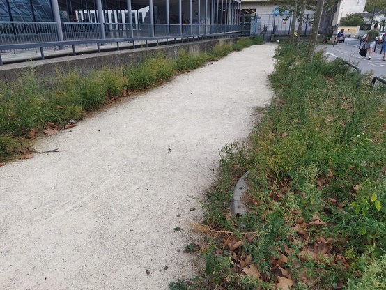 Végétalisation naturelle et spontanée, le long de la faculté de Jussieu à Paris 5