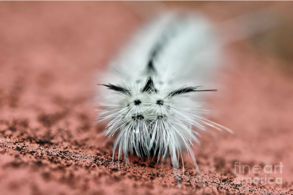 An adorable little #caterpillar of some kind makes his way across the rusty surface of some old metal on an autumn day.  A strategically placed #dew-drop beneath what seems to be where his eye should be makes him look as if he's shedding a sweet little buggy tear!!!  Image captured in #BlueKnob, #PA … 