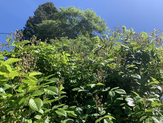 Masses of tiny rosebuds yet to open and reaching for the blue sky above