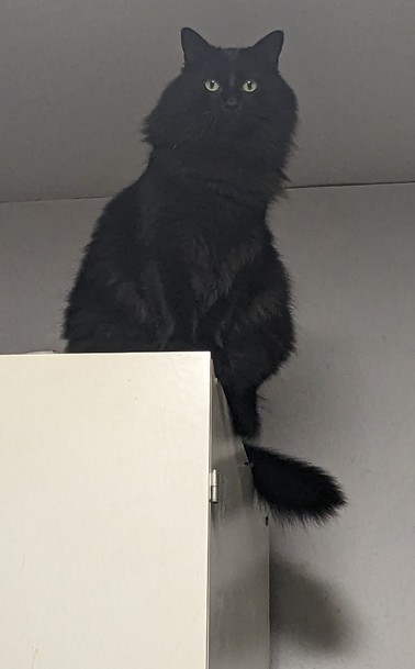 Black cat sitting on a cupboard, looking at me (still in bed)