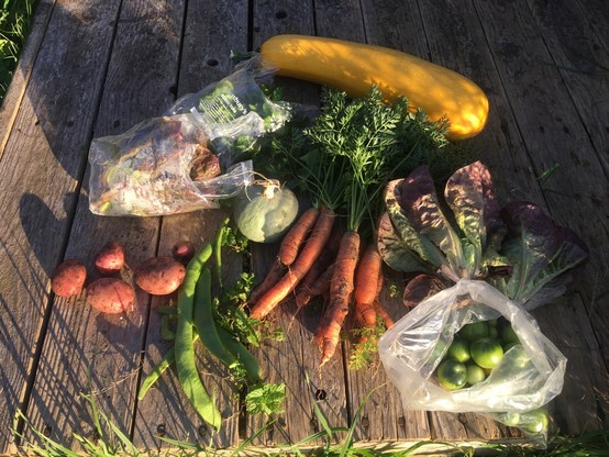 Horde of home grown veg including carrots, marrow, lettuce, beans, tomatoes