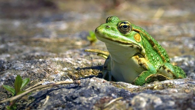 Frog appearing to be listening to something.