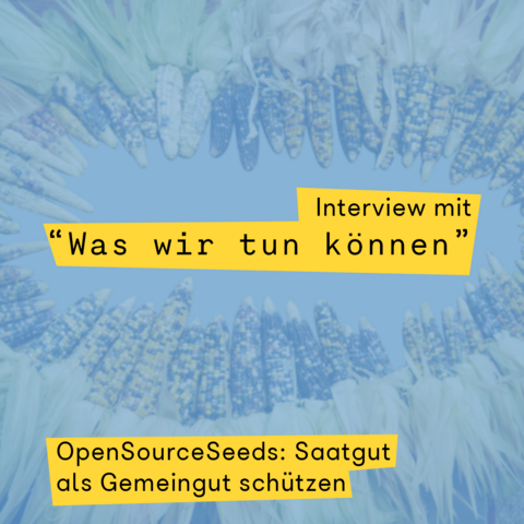 On top of a pale blue background, semi-transparent colourful corn cobs arranged in a circle. 
Overlaying this are two yellow shapes, on which the text says (in German): "Interview with "Was wir tun können" (An organisation called "What we can do"), and "OpenSourceSeeds: Protecting Seeds as Commons". 