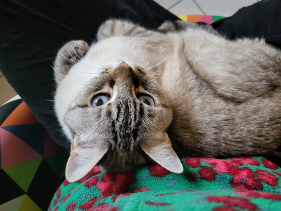 Eine Selfieaufnahme, die eine cremeweißgraugetigerte, blauäugige Katze auf dem Schoß der fotografierenden und im Schneidersitz posierenden Person von oben zeigt. Die Person trägt ein grasgrün-rot-gemustertes Fleece-Oberteil.