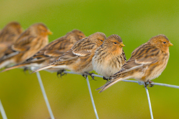 A row of Twite sitting on a fence.
