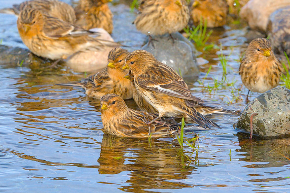 Group of Twite bathing in a beck.