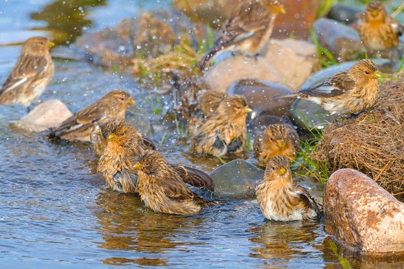 Group of Twite bathing in a stream.