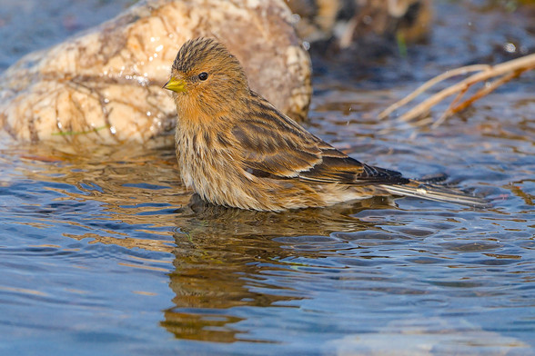 Twite standing in a stream